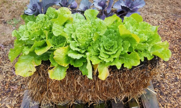 This Month in Your Garden – September 2024