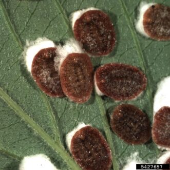 Cottony maple leaf scale adults (Pulvinaria acericola) attached to a maple leaf.