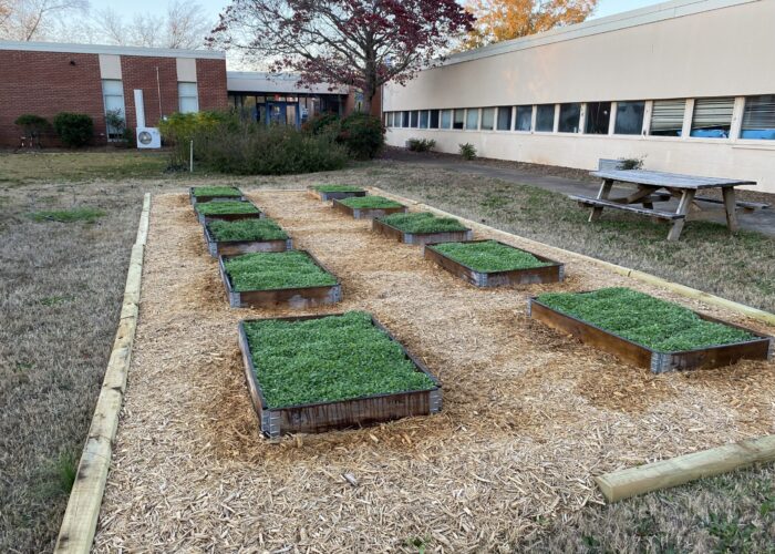 Cover crops provide many benefits to the soil during the fallow season. LayLa Burgess, ©2018, Clemson Extension