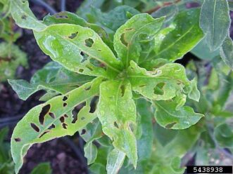 Cranberry rootworm beetle feeding damage on azalea foliage, with curved and elongated holes in the leaves.