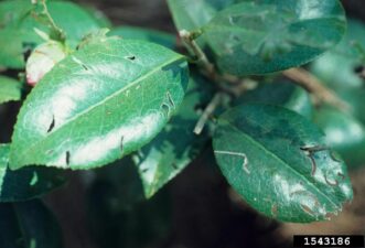 Cranberry rootworm beetle feeding damage on camellia foliage, with C-shaped holes in the leaves.