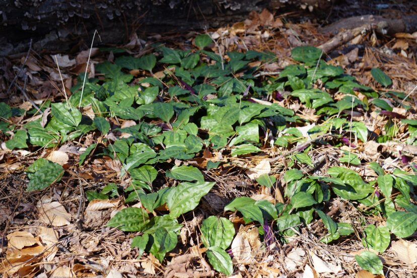 Cranefly orchids emerge from a single corm, but the corms will be connected to form a large colony.