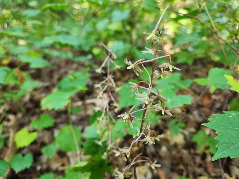 Cranefly orchids (Tipularia discolor) are native terrestrial orchids that grow in deciduous woods.