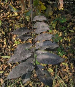 Crape myrtle leaves coated with black sooty mold growing on honeydew deposits from sap-sucking insects.