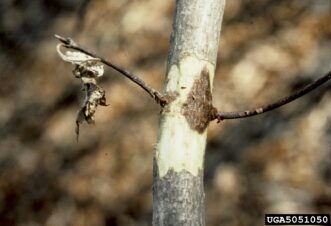 Dogwood branch with bark removed to reveal a discolored canker caused by Discula anthracnose.
