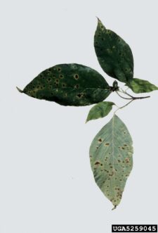 Dogwood (Cornus florida) leaf with numerous small brown and purple Septoria leaf spots.