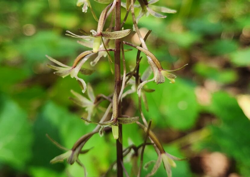 Each flower has a long nectar spur that produces and stores nectar.