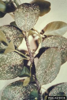 Euonymus scale insects infesting euonymus leaf surface.