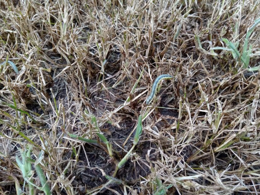 Fall armyworms feeding on bermudagrass leaf blades. If you look carefully, you can find several worms in this photo.