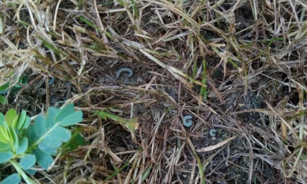 Question of the Week – Armyworms