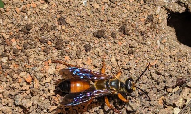 Great Golden Sand Digger Wasp