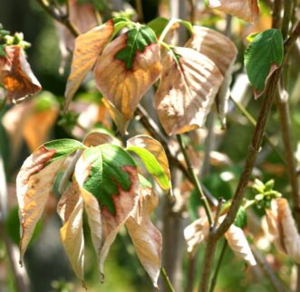 Flowering dogwood (Cornus florida) leaves with dry, brown margins caused by drought-related leaf scorch.