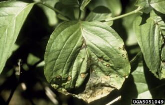 Flowering dogwood (Cornus florida) leaves with tan and brown lesions caused by Discula anthracnose.