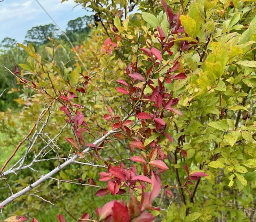 For the last few years, we have seen this bright red flagging in TifBlue variety of blueberries across the Lowcountry. We are working with researchers on campus to figure out what exactly is going on. We have isolated a bacteria, Xylella fastidiosa, that could potentially be the causal agent.