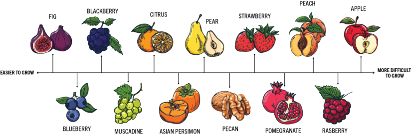 Fruit crops ranked from easiest to most difficult to grow in South Carolina