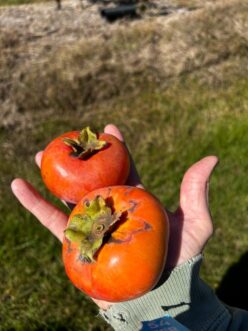 Fuyu persimmon is a great addition to the landscape.