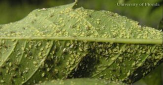 Heavy infestation of pale-yellow crape myrtle aphids clustered on the underside of a crape myrtle leaf.