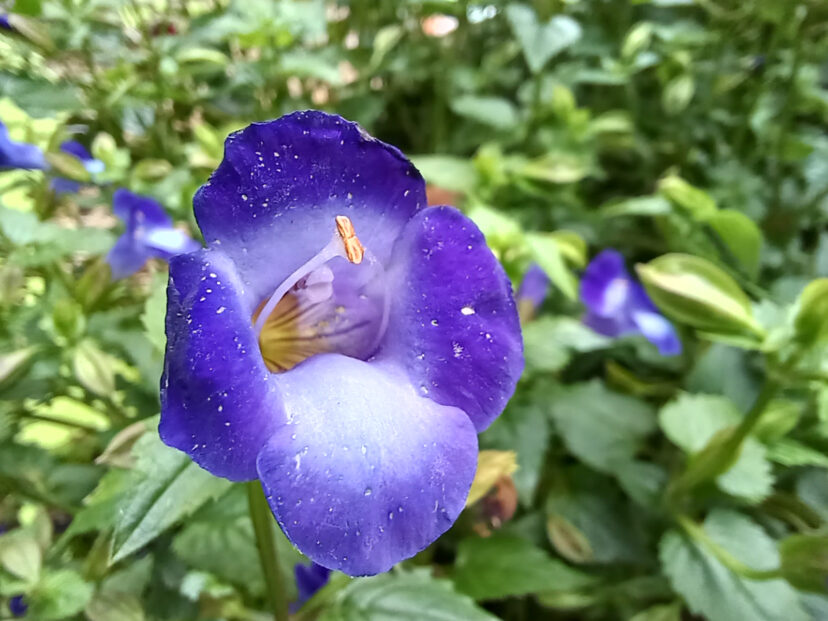 Inside the flowers two stamens join at the tip, resembling a wishbone, giving the plant its common name of wishbone flower (Torenia).
