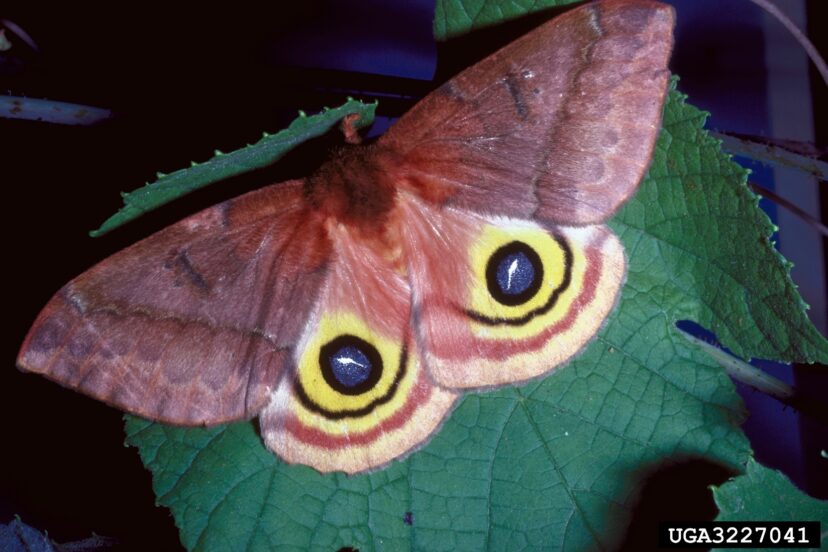 IO Moth (Automeris io) adult female