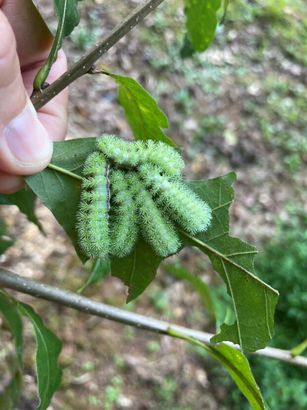 IO moth caterpillars (Automeris io) on a swamp white oak.