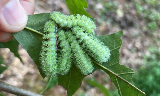 What is it? Wednesday – IO moth caterpillars