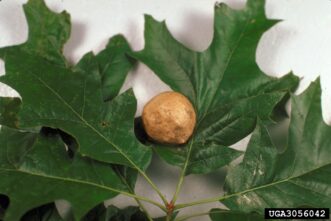 Large spherical oak apple gall attached to an oak branch.