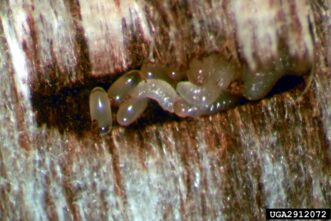 Larvae of the granulate ambrosia beetle (Xylosandrus crassiusculus) within galleries inside maple wood.
