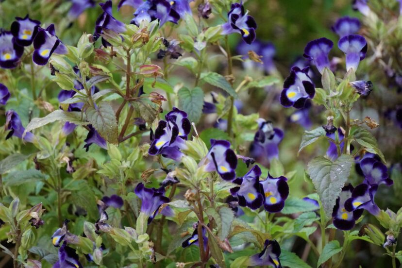 Little Kiss Blue Wishbone Flower (Torenia fournieri 'Little Kiss Blue') blooms nonstop all summer.