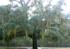 Live oak limbs heavily draped with Spanish moss during rain increase branch weight.