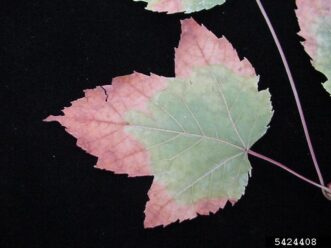 Maple leaves showing marginal yellowing and browning caused by bacterial leaf scorch (Xylella fastidiosa).