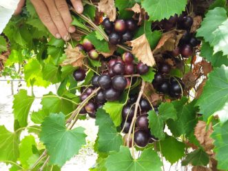 Muscadines are native to the Southeast and grow well on a backyard trellis.
