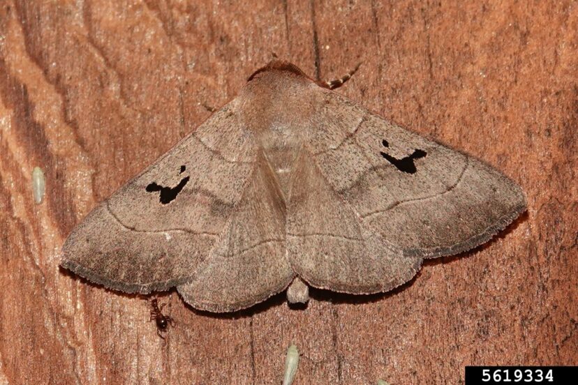 Nocturnal noctuid moths pollinate Cranefly Orchid flowers.