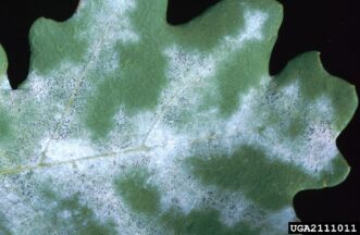 Oak leaf with white powdery fungal growth characteristic of powdery mildew.