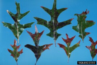 Oak leaves showing brown, scorched margins characteristic of bacterial leaf scorch.