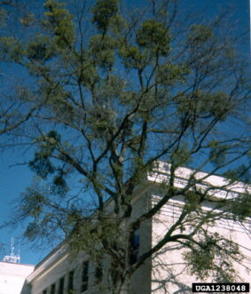 Oak tree limbs with clumps of green mistletoe visible during winter after leaf drop.