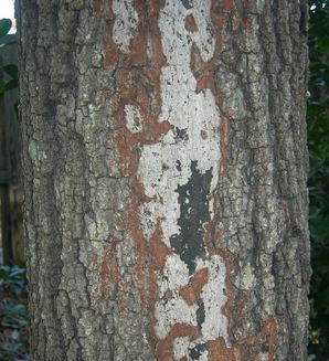 Oak trunk with exposed fungal stroma showing brown and black stages of Hypoxylon canker.