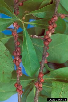 Oak twig covered with reddish-brown oak lecanium scale insects.