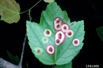 Ocellate gall midge (Acericecis ocellaris) gall formation on a maple leaf.