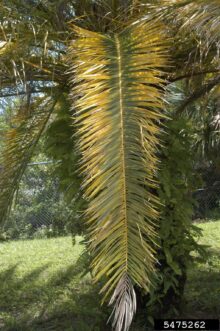 Older palm fronds with yellow leaf margins and green centers caused by magnesium deficiency.