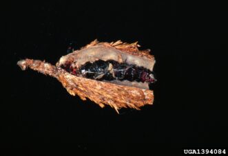 Open evergreen bagworm case revealing the developing insect inside the protective bag made from plant material.