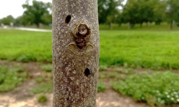 Question of the Week – Wood Boring Beetle