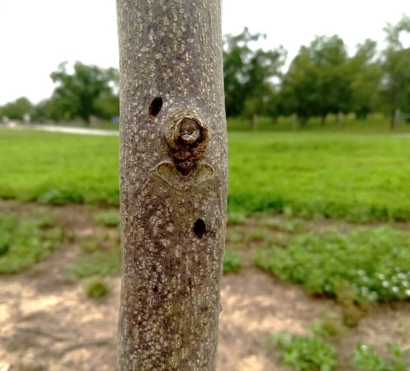 Oval-shaped holes created by a wood boring beetle.