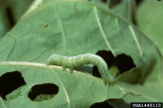 Pale green cabbage looper caterpillar feeding on a leaf.