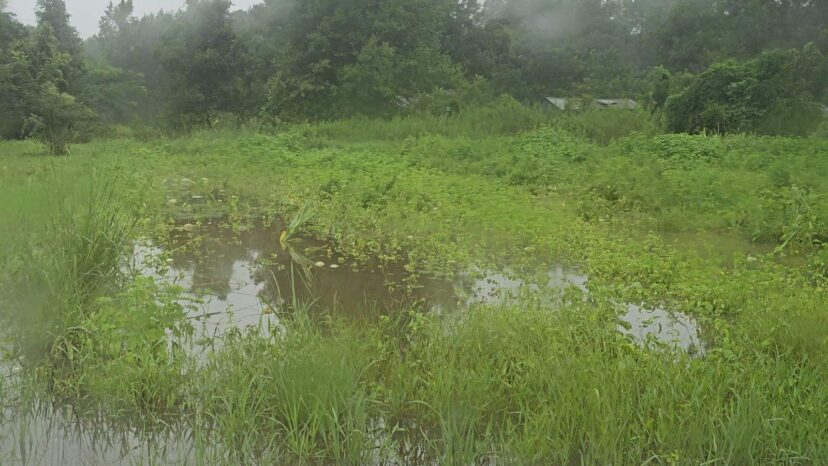 Partially flooded watermelon field