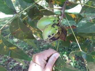 Pecan scab is one of the most significant pest issues affecting pecans.