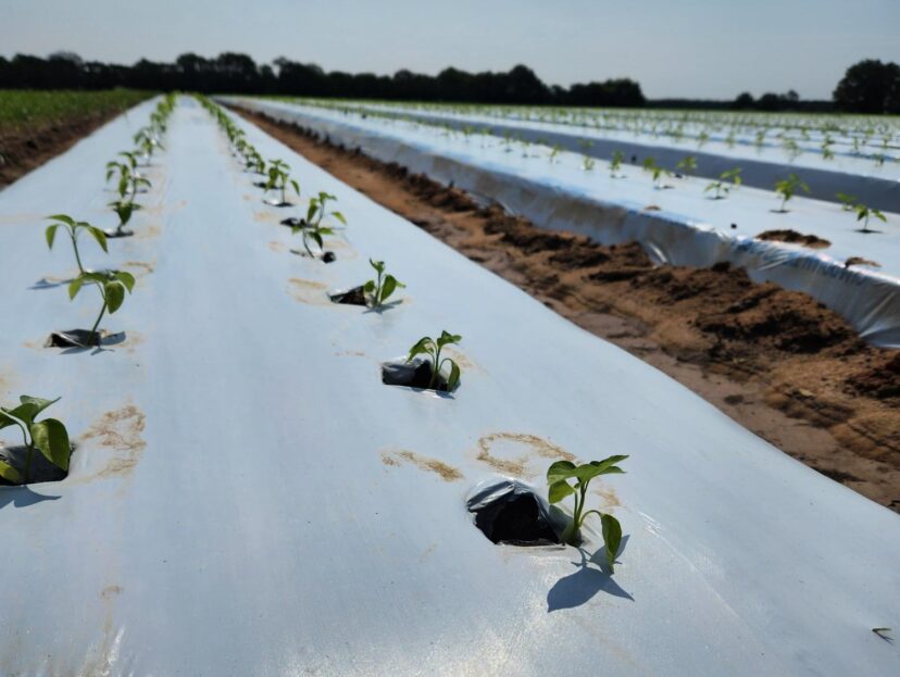 Pepper plants getting established after going in the ground late July.