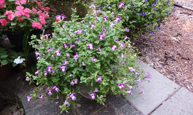 Wishbone Flower