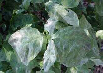 Powdery mildew producing a white, powdery coating on flowering dogwood (Cornus florida) leaves.
