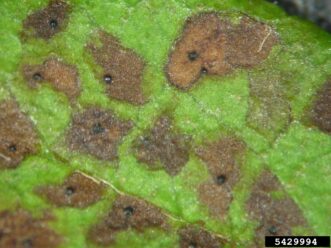 Purple-bordered leaf spots with pale centers on maple leaves caused by Phyllosticta minima.