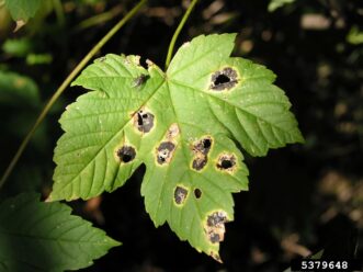 Raised black tar-like fungal spots on the upper surface of maple leaves caused by Rhytisma species.